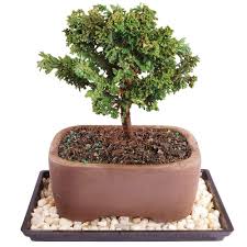 The bald cypress bonsai is a great choice for those new to the art of bonsai. Cheap Cypress Bonsai Find Cypress Bonsai Deals On Line At Alibaba Com