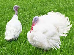 The average weight of a dressed christmas turkey is 12 lbs according to the turkey growers association of america. The Largest Turkey In The World By Weight The Largest Bull In The World And The Largest Turkey