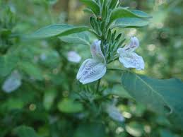 Image result for Isoglossa ciliata