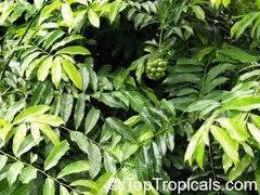 Image result for Artabotrys hexapetalus