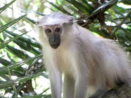 Image result for Mildbraedia carpinifolia