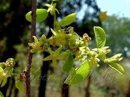 Image result for Cleistanthus