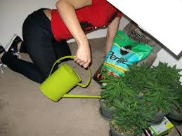 We did not find results for: How To Start Growing World Class Weed For 135 Grow Weed Easy