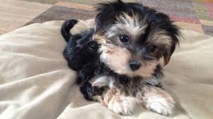 Don't forget to take a look at our puppy gallery page. Beautiful Morkie Or Maltese Yorkie Mix Pups For Sale In Ocala Florida Little Abby Micheline S Pups