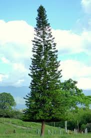 Image result for Araucaria columnaris