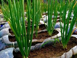 Cara menanam bawang merah yang benar sangat dianjurkan agar hasil panen yang didapat melimpah dan memakmurkan petani. Makcik Tak Perlulah Beli Bawang Merah Lepas Ini Begini Cara Tanam Bawang Paling Win My Info Berita