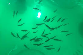 He or she will handle administrative tasks, including greeting visitors and answering the phone, will have a role in restricting visitor access, and. New Fish Farm Near Miami Aims To Grow Major Portion Of U S Salmon Supply Upi Com