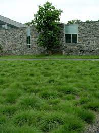 Pin By Brady Dunaway On Ground Covers Lawn Alternatives Idea Book Grasses Landscaping Ground Cover Plants Shade Grass