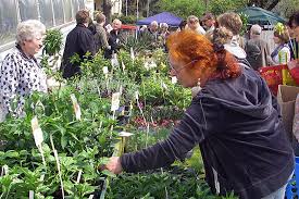 Die einjährigen pflanzen werden saisonal gepflanzt. Palmen Bonsai Und Baumspinat Naturwissenschaften
