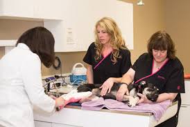 We did not find results for: Emergency Services Of Cottage Grove Animal Hospital