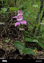 Image result for Disperis virginalis