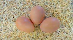 More images for rhode island red chicken egg color » Pin On Eggs
