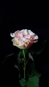 Manufacture of rose oil and extract. Hd Wallpaper Flowers Rose Dark Background Wallpaper Flare