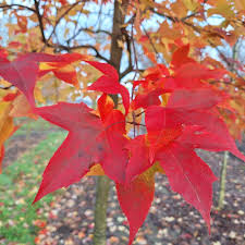 Image result for Liquidambar formosana