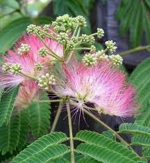 Il S Agit D Un Albizia Julibrissin Appele Aussi Arbre De Soie Ou Encore Acacia De Constantinople Beaux Jardins Albizia Julibrissin Arbre A Soie