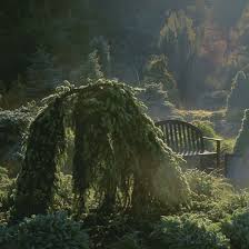 This site contains affiliate links. Composing With Conifers Finegardening