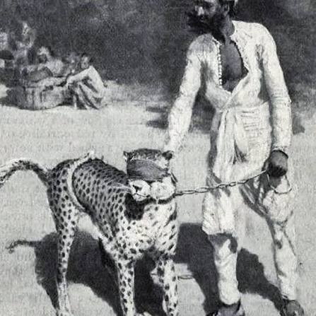 Historical look at cheetah hunting in British India