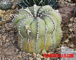 Ver más ideas sobre cactus y suculentas ver más ideas sobre nombres de cactus, suculentas, cactus y suculentas. Tipos De Cactus Sin Espinas O Pinchos Y Sus Nombres