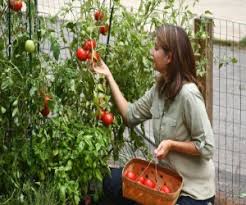 Image result for MODERN INDOOR KITCHEN GARDEN