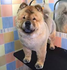 Continue reading below to see pictures, videos, and learn more. Black Chow Chow Haircut The Original Hairstyles Ideas