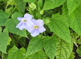 Image result for Thunbergia annua