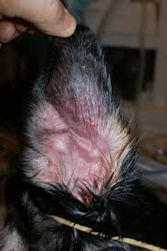 Image result for abscess dog's ear flap
