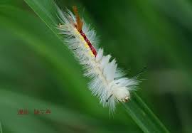 毛毛蟲caterpillar taiwan china photo wildlife plants