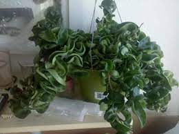 Hoya Carnosa Krinkle Kurl Hoya Carnosa Compacta Hindu Rope Plant Plants Easy Plants Cat Safe Plants