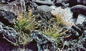 Image result for Amaranthaceae