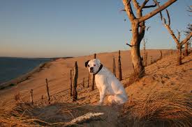 Weisser Boxer Dune De Pyla Perros Boxer Perros Mascotas