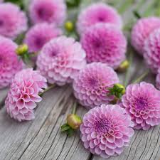 Image result for Stolzia williamsonii