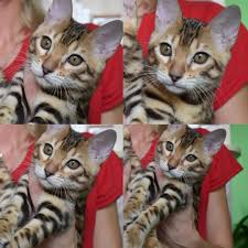 It originates from the asian leopard cat (alc) who resides in south and east asia. Pin On Catsofworld