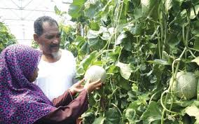 Syarat tumbuh tanaman kacang tanah. Potensi Rock Melon Harian Metro