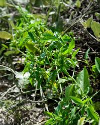 Image result for Acalypha polymorpha