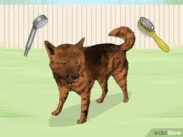 I don't think my bond with tavi solidified until she. 3 Ways To Identify A Kai Ken Wikihow Pet