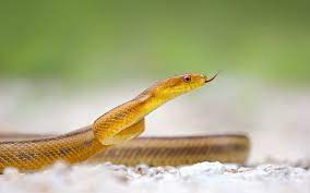 Yellow Snake Snake Wallpaper Wild Animal Wallpaper Animal Wallpaper