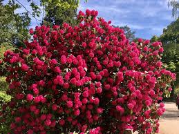 Rhododendron Cynthia Rhododendron Azaleas Shrubs
