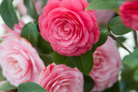 Check spelling or type a new query. February Bloom Camellia Japonica P Allen Smith