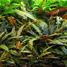 Tropica cryptocoryne wendtii ''green'' by tropica at greenaqua.hu. Cryptocoryne Wendtii Brown Freshwater Plants Aquatic Plants Live Aquarium Plants