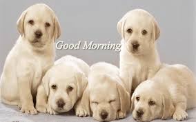 Check spelling or type a new query. Good Morning Quotes With Dogs Quotesgram