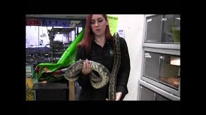 African rock pythons (python sebae) * captive bred by the serpentarium! Adult Coastal Carpet Pythons Youtube