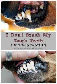 Blog Post At Youdidwhatwithyourwiener Com Disclaimer A Thorough Dental Cleaning Under Anesthesia And Brushing Your Dog Teeth Cleaning Dog Teeth Dog Dental