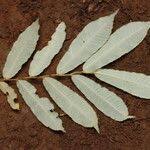 Image result for Parinari excelsa