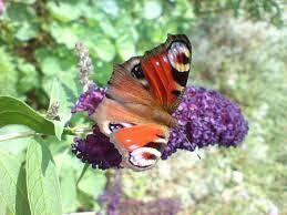 We did not find results for: Schmetterlinge Im Heimischen Garten Native Plants Gartenblog