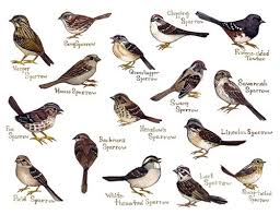 Different Species Of Sparrows I Think They Are A Cute And