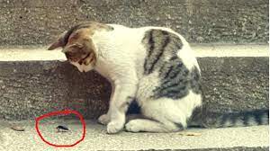 en komik kedi videosu oyuncu kedi komik kediler kedi komik