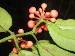 Image result for Symphonia globulifera