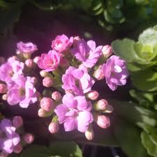 Image result for Kalanchoe rosalina