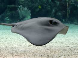 Image result for Stingray
