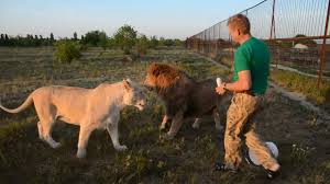 Тайган парк львов открытие сезона сафари со львами олег зубков розыгрыш. Oleg Zubkov I Ego Lvy Youtube